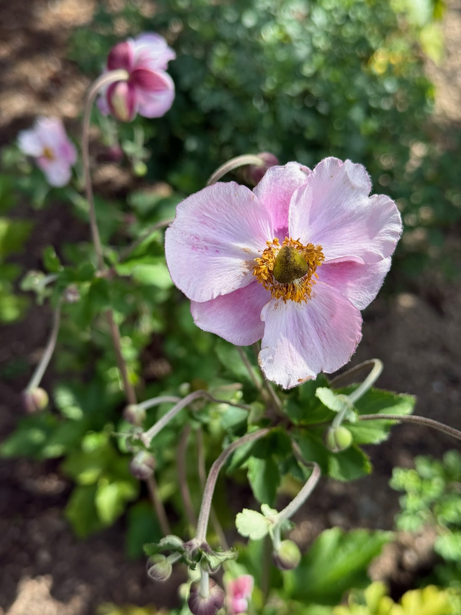 A pale pink flower with a golden center in the garden.