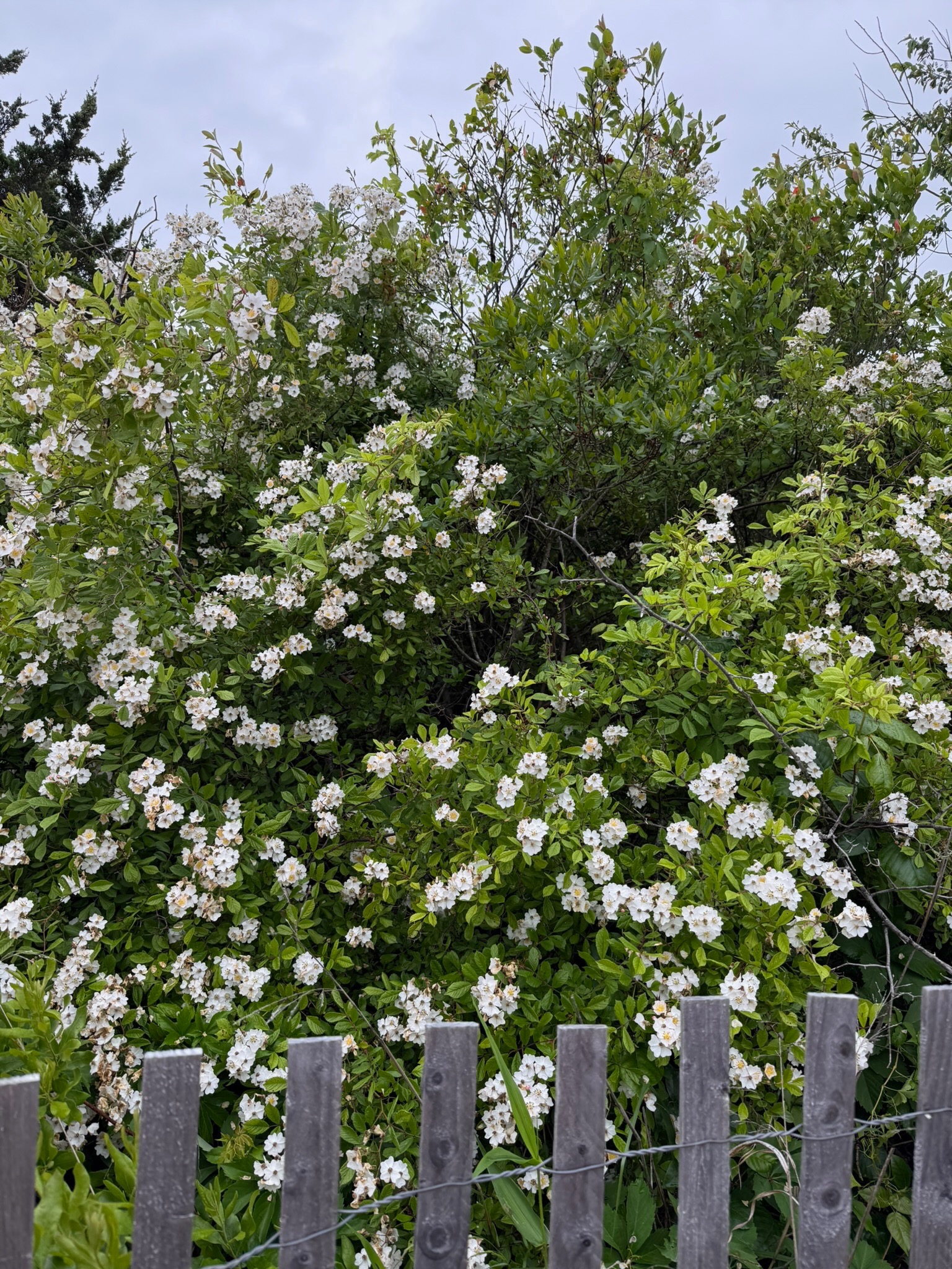 Flowering shrubs behind a weathered wooden fence.