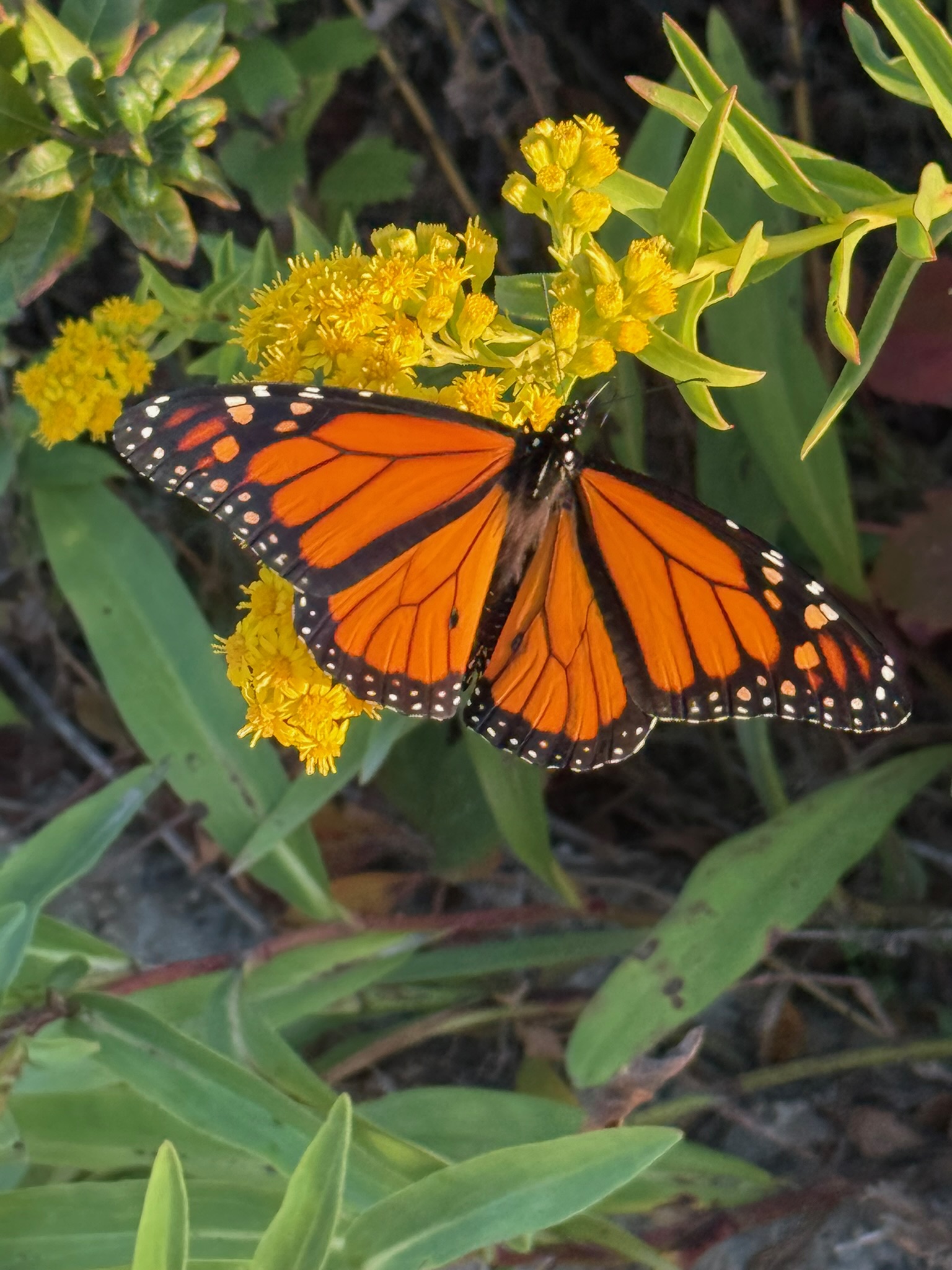A monarch butterfly resting on yellow flowers.