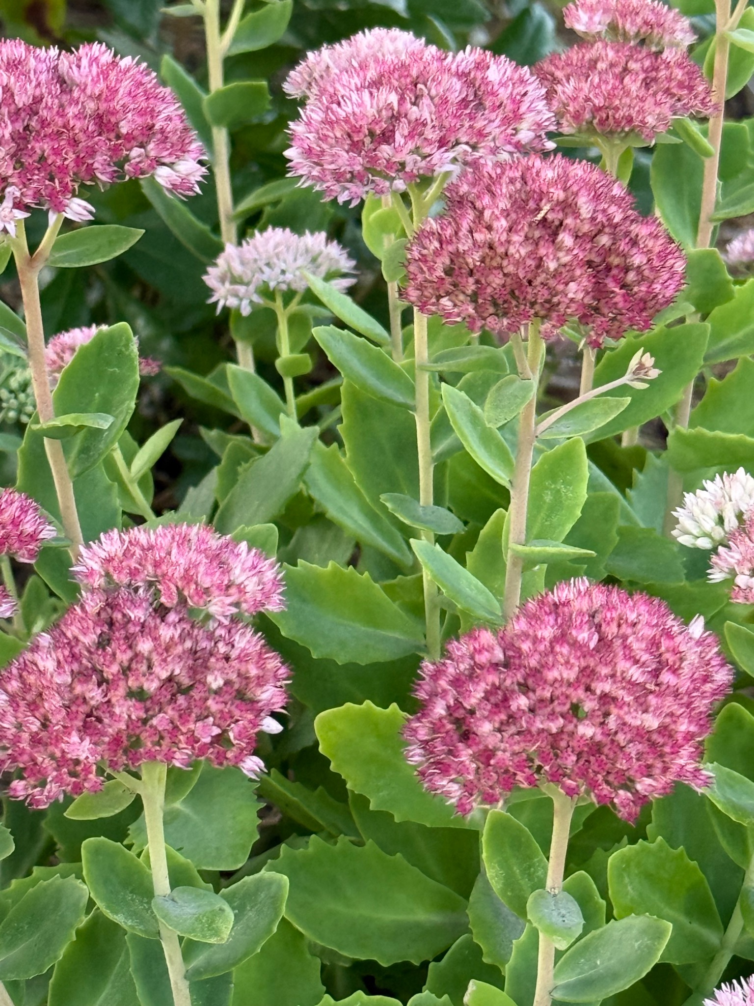 Clusters of pink flowers in the Surf House garden.